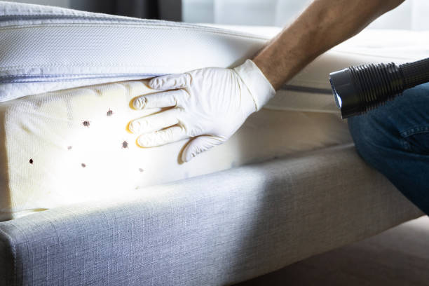 Best Affordable Pest Control Services  in Covington, TN